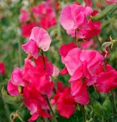 Lathyrus Odoratus