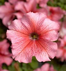 Tropaeolum Majus