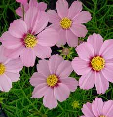 Zinnia Elegans Mondo Pink