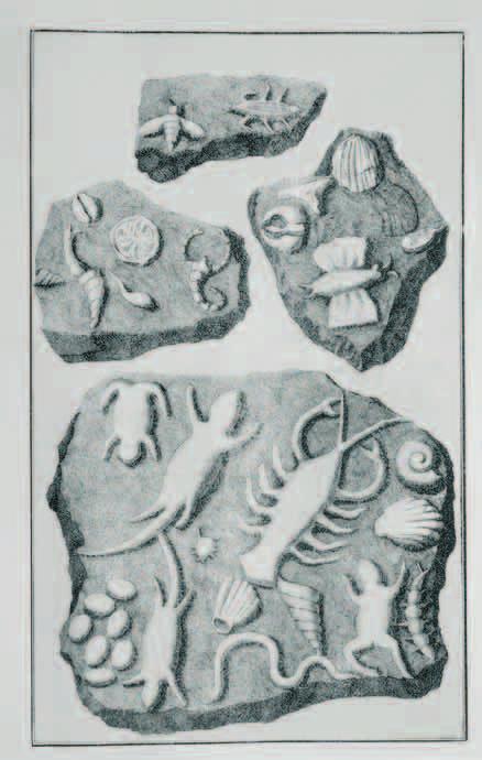 Grafiikka vuodelta 1726, Beringerin väärennetyt fossiilit.