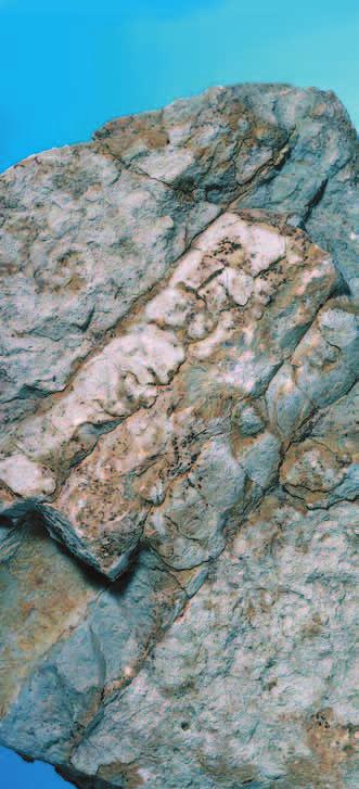 MINERALIA 1 / 2018 itsenäistymiseen. Viron fosforiittivarat ovat Euroopan suurimmat ja niiden rahallisen arvon on arvioitu olevan 400 miljardia euroa.