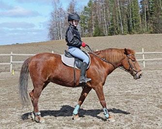 AJANKOHTAISTA Ratsastus innosti jutteluun Kahdeksan nuorta kokoontui tutustumaan hevosiin ja nauttimaan luonnosta liiton järjestämällä tyttöjen ratsastusleirillä.