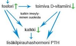 Latautuminen kudoksiin / >