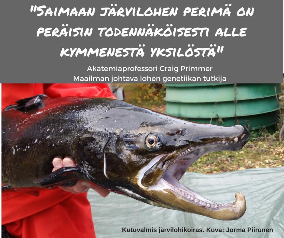 Saimaan järvilohen perimän