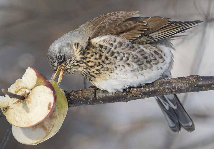 RUOKINTAPAIKKOJEN LINNUSTON MUUTOKSET 1989 217 3 2 15 5 Punakylkirastas Turdus iliacus (12,.4, ns; -; -; -; 23, 3.