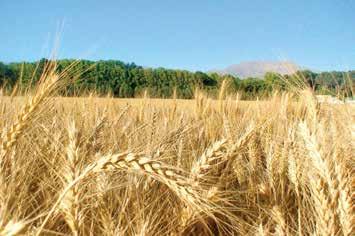 بخش 1 واکنش های شیمیایی و استوکیومتری گندم مانند همۀ گیاهان برای رشد به منابع معدنی نیز نیاز دارد. افزودن منابع معدنی به صورت کودهای شیمیایی سبب افزایش مقدار و کیفیت محصول می شود.