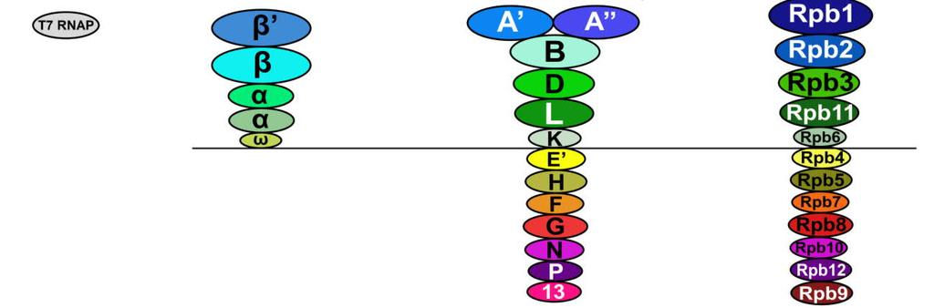 Eräillä viruksilla sekä mitokondrioilla on myös omat RNA-polymeraasinsa, jotka koostuvat vain yhdestä yksiköstä, eivätkä ole evolutiivisesti samaa alkuperää monialayksikköisten RNA-polymeraasien