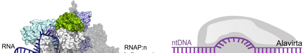 polymeraasin liikkuessa eteenpäin syntetisoitu RNA-juoste työntyy ulos aktiivisesta keskuksesta RNA:n poistumiskanavaan ja lopulta ulos RNApolymeraasista (Vassylyev ym. 2007a). Kuva 2.