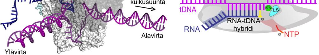 Kuvassa on esitetty Thermus thermophiluksen TEC:n rakenne, joka sisältää kaikki viisi alayksikköä (α1 syaani, α2 vaaleansininen, β vaaleanharmaa, β tummanharmaa ja ω vihreä), kaksijuosteisen DNA:n
