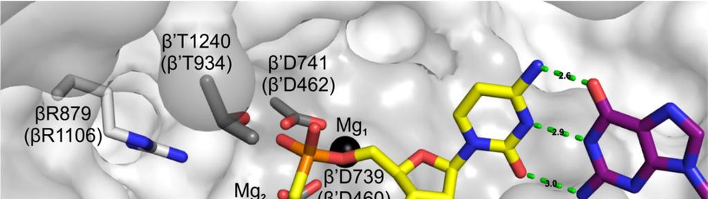 Kuva 4. Substraatin sitoutuminen RNA-polymeraasin aktiiviseen keskukseen. (Yllä) Kiderakenne, jossa nukleotidianalogi CMPCPP on sitoutuneena T.