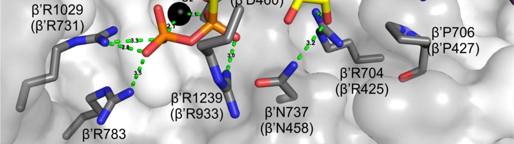 coli RNA-polymeraasia vastaavat aminohappojen numeroinnit on ilmoitettu sulkeissa. Vetysidokset on esitetty vihreillä katkoviivoilla.