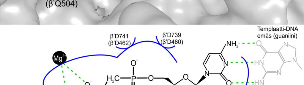 aminohappotähteet vaaleanharmaa. (Alla) Kaaviokuva nukleotidianalogin CMPCPP sitoutumisesta T.