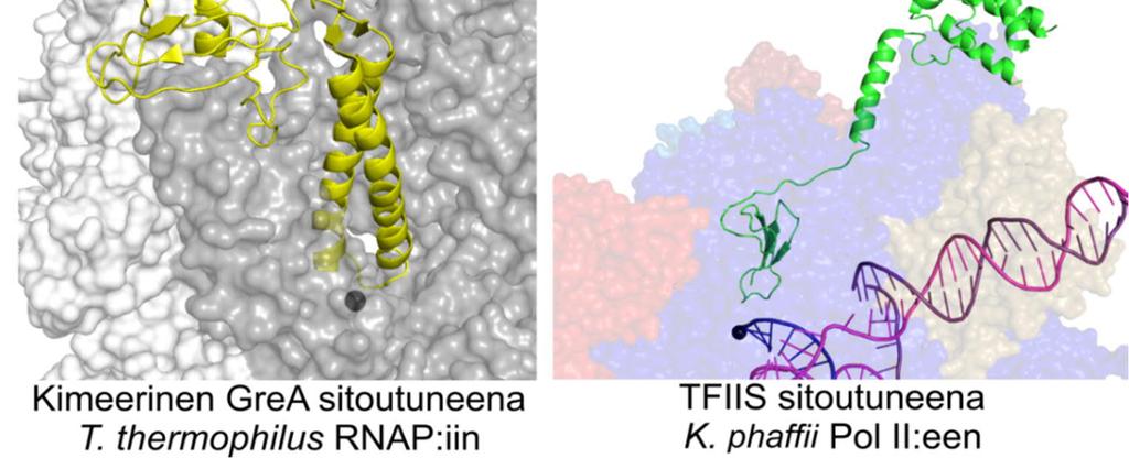 Kuva 10. Bakteerien ja eukaryoottien transkription leikkaamistekijöiden rakenne. (A) Bakteerin (E. coli) leikkaamistekijöiden GreA (keltainen, PDB: 1GRJ) ja GreB (purppura, PDB: 2P4V) rakenne.