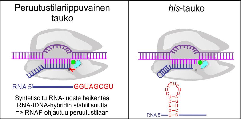 Tauon muodostumista edistävät nukleotidit sekvensseissä on korostettu punaisella. Kuten edellä on kuvattu, peruutustilaan ajautuminen hidastaa koko transkriptiota.