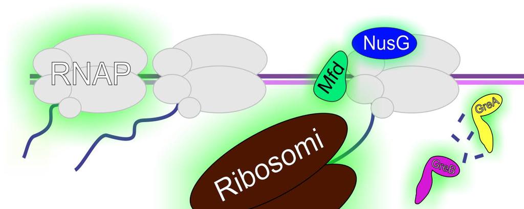 polymeraasien lukumäärä riippuu transkription aloitusvaiheen tehokkuudesta, tehokas promoottori nopeuttaa koko transkriptiota vähentämällä peruutustilaan siirtymistä koko geenin matkalta (Epshtein &