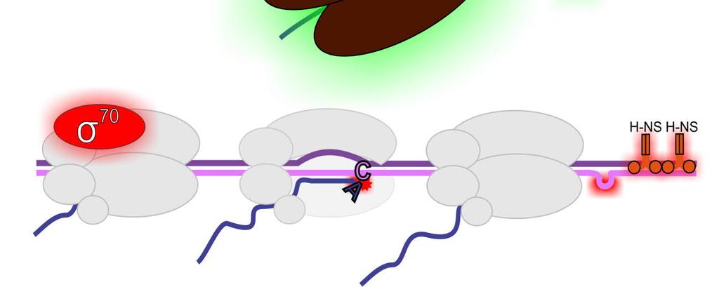 coli RNA-polymeraasin peruutustilaa vähentävät tekijät (korostettu vihreällä). Toiset RNA-polymeraasit (RNAP) ja ribosomit voivat työntää RNA-polymeraasia eteenpäin estäen peruuttamista (Epshtein ym.