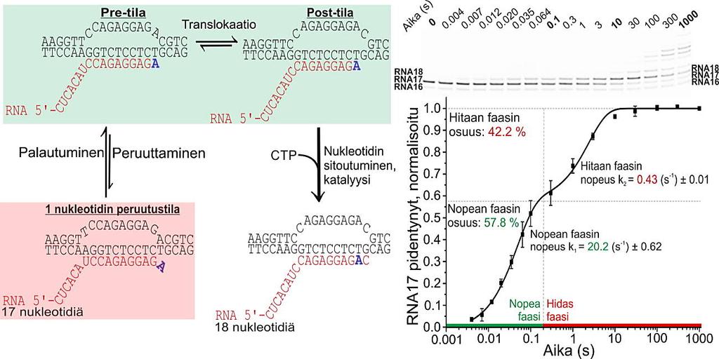 Kuten luvussa 1.3 on kuvattu, post-translokaatiotilassa RNA-tDNA-hybridi on 9 emäsparia pitkä ja pre-translokaatiotilassa hybridi on 10 emäsparia pitkä.