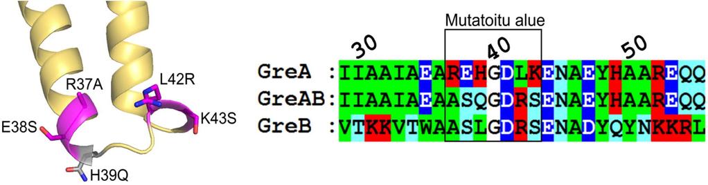 4.4 Gre-tekijöiden kärkiosan aminohapot RNA:n leikkautumisessa Gre-tekijät auttavat E. colin RNA-polymeraasia vapautumaan peruutustilasta tehostamalla RNA:n leikkautumista (katso luvut 1.4.2 ja 1.5.