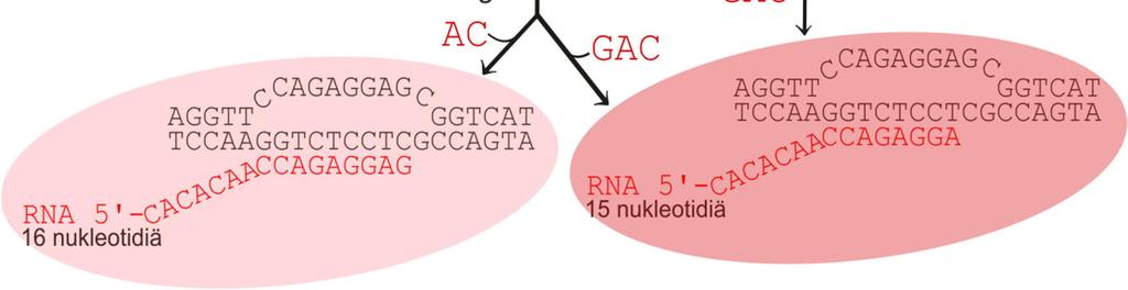 Kuva 25. Gre-tekijät indusoivat RNA:n leikkautumista eri kohdista.