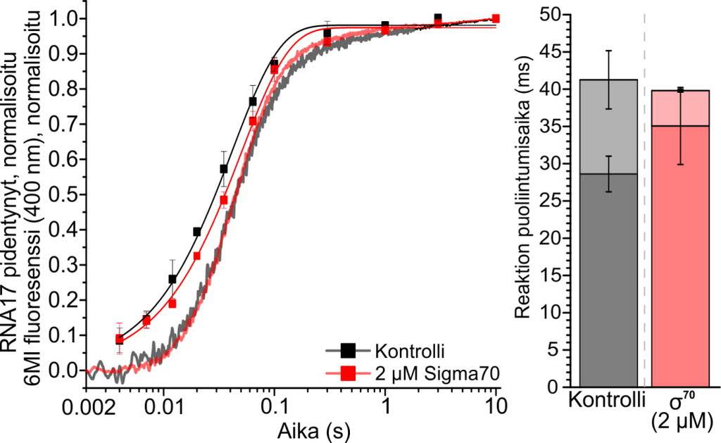 Nukleotidin liittämistä ja translokaatiota seurattiin millisekunnin aikaskaalalla ilman σ 70 :ntä (kontrolli) ja σ 70 :n (2 µm) läsnä ollessa (kuva 29).