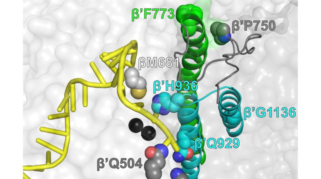 liipaisinsilmukan laskostunutta muotoa stabiloivat variantit β'p750l, β'f773v ja β'g1136s stabiloida peruutustilaa edelleen silloin, kun RNA:n 3 -pää ei ole pariutunut. Kuva 30.