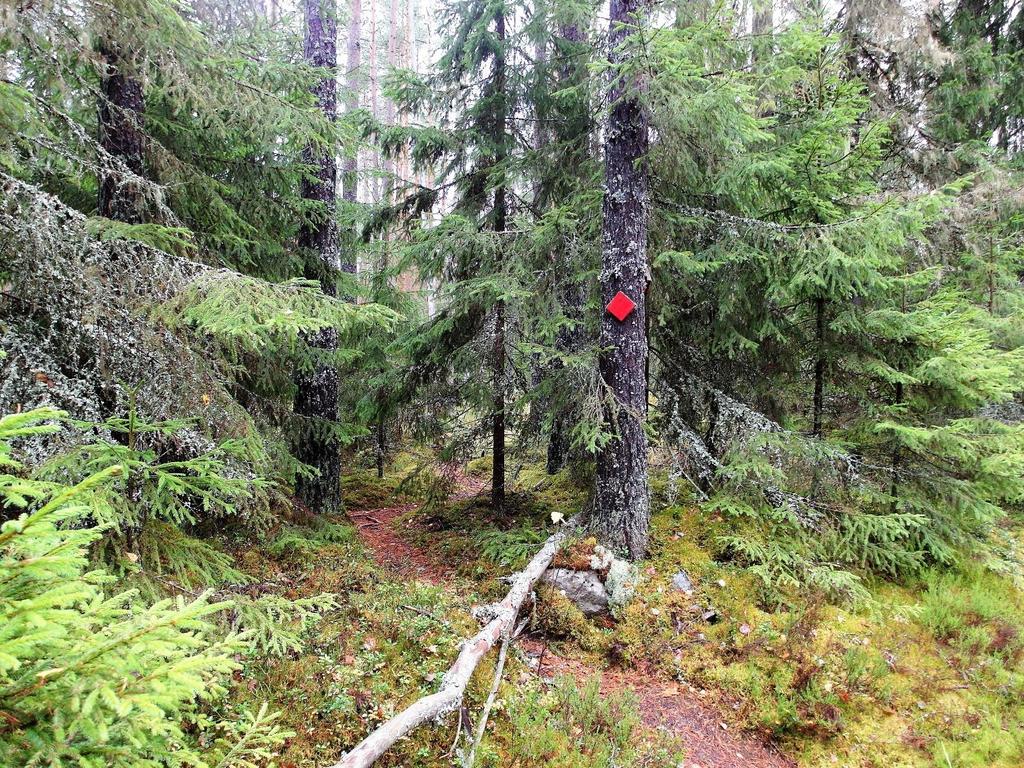 Routes offer a great mixture of forest, lake shore, bogs and fields.