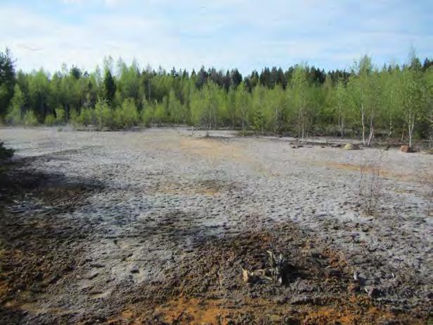 4.1.2 Maastotarkastus ja pintavesimittaukset vuonna 2016 Maastotarkastus osoitti rikastushiekan jätealueen olevan suurelta osin paljas ja vain noin kolmasosa jätealueesta oli kasvillisuuden peitossa.