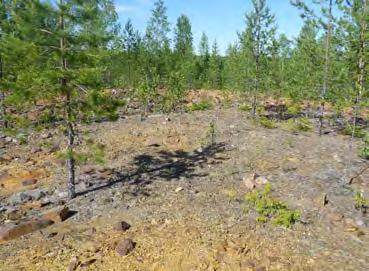 Kuva 18). Maastotarkastuksessa ilmeni, että sivukiven jätealue on peittämättä ja osittain kasviton. Siellä täällä kasvaa nuorta koivua ja mäntyä.