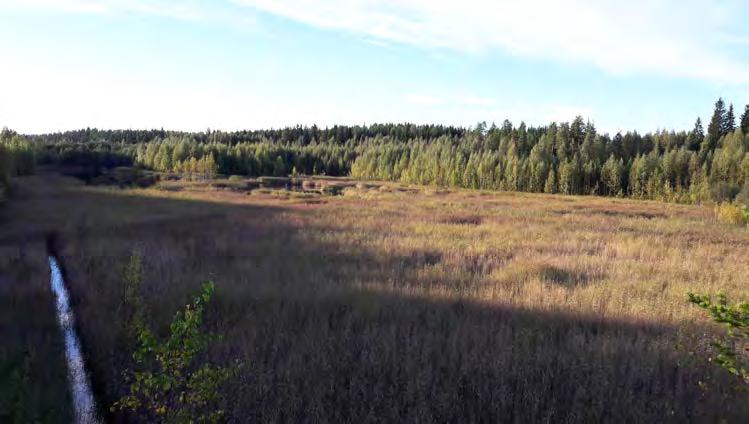 Kuva 31. Laukunkankaan suljetun kaivosalueen rikastushiekan jätealueen kosteikkoa, Enonkoski, Etelä-Savo. ( A.