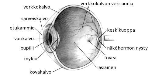 11 2. SILMÄNPOHJAN KUVAUS Silmänpohjan kuvausta tarvitaan erilaisten silmäsairauksien diagnoosiin ja ennalta ehkäisevään seulontaan.