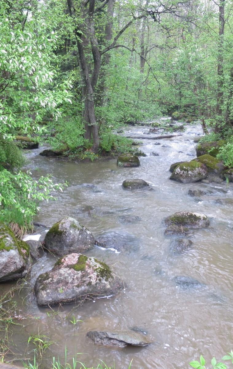 Tervetuloa luontoretkille! Pro Espoonjoki ry järjestää myös tämän kevään ja kesän aikana lähiluontoretkiä, joille viherlaaksolaisten on helppo lähteä mukaan.