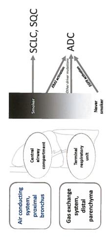 Keuhkosyövän syntyminen Two- compartment model - SCLC, SQC lähtöisin sentraalisista