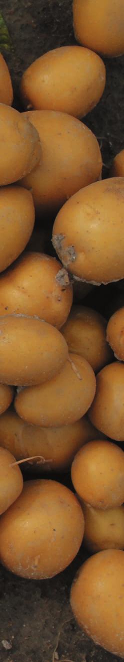.. Kenttä lannoitettiin tavanomaisella perunalannoitteella (NPK -,-) ja kemiallinen rutontorjunta ruiskutuskerralla.