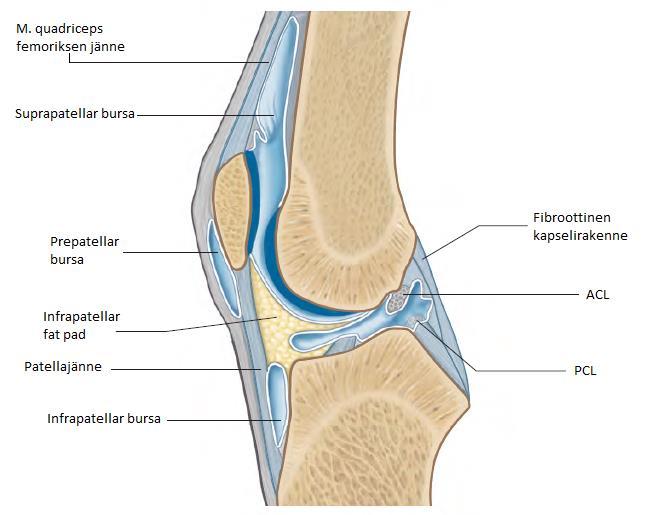 11 Kuva 3. Polven rakenteet (Standring 2008, 1401 mukailtu) 2.2 Akillesjänne M. triceps surae koostuu kahdesta lihaksesta (m. gastrognemius ja m. soleus), jotka muodostavat akillesjänteen. M. gastrognemius lähtee femurin distaalisten kyhmyjen yläosasta (condylys lateralis ja medialis femori) ja m.