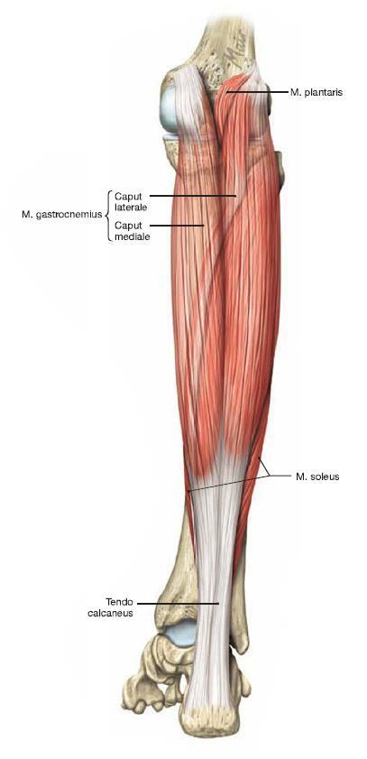 12 Kuva 4. M. gastrocnemius ja m. soleuksen kulku (Paulsen & Waschke 2010, 311.