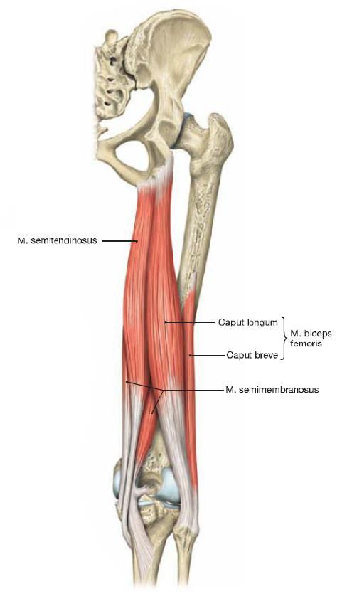 14 tibian margo medialis, mediaalisen collateral ligamentin takaosa ja popliteuksen faskiarakenteet). (Standring 2008, 1376 1377.) Kuva 6. Hamstring-lihakset (Paulsen & Waschke 2010, 306.