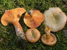 Tatit ovat sieniä, joita ei tarvitse keittää, kunhan muistat että paistaessa nesteen pitää haihtua pois