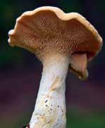 Vahveroita ei tarvitse keittää, muistat vain paistaessa, että kaikki neste pitää haihtua sienistä kokonaan.