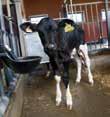Hilma Uusin tutkimustieto osoittaa, että riittävä määrä laadukasta ternimaitoa vaikuttaa jopa yli 1000 kg ensimmäisen ja toisen tuotoskauden maitotuotokseen.
