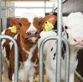 Maidon säilöntään Feedtech Bio milk stabilizer - maidonhapate Vasikoiden kasvatuksessa suositellaan vapaata maidon saantia vuorokauden ympäri.