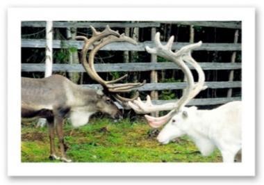 5. JOULUPUKKISAFARI (11.00 17.00) ma, ke, pe ja su Tämä safari tutustuttaa meidät Lapin perinteisiin elementteihin.