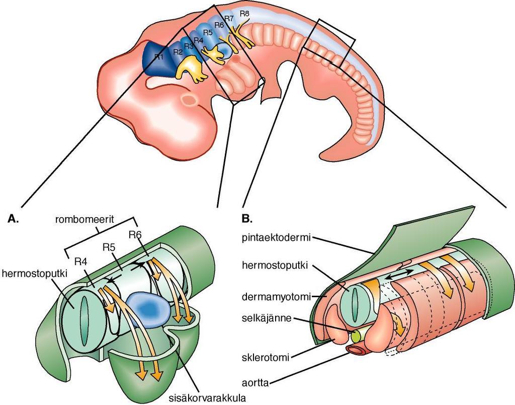 Hermostopienan solujen vaellus ruutuaivoista ja