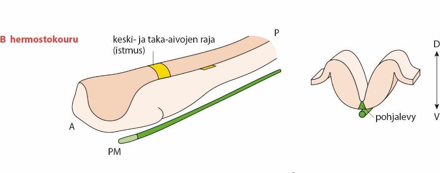 WNTsignaalit kaavoittavat levyn etu- ja takasuunnassa (A-P) Hermostokouru muodostuu.