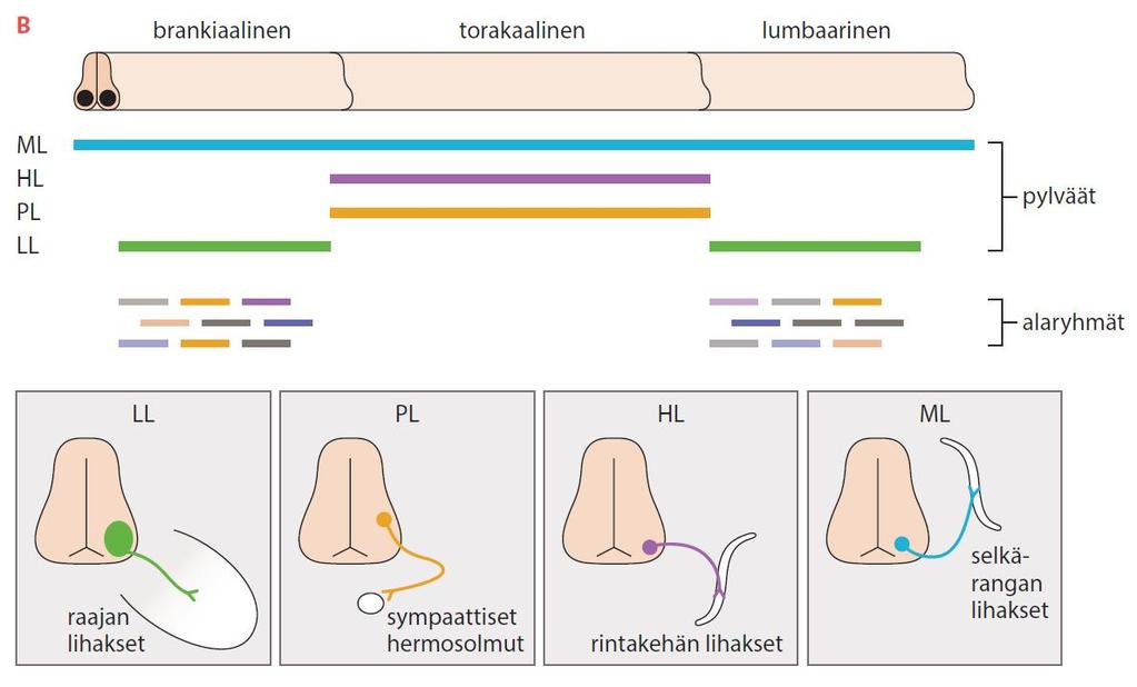 lateraalinen