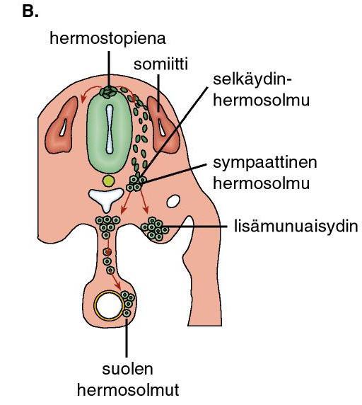 Autonomisten hermosolmujen muodostuminen u B.