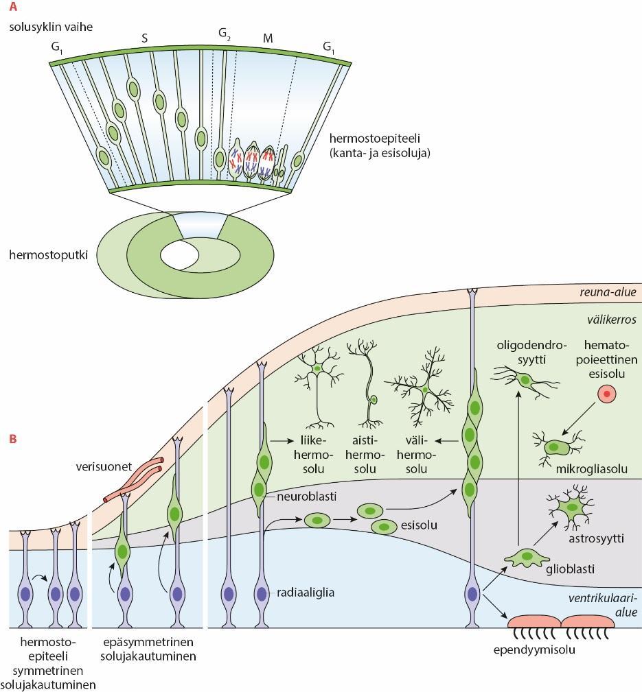 A. Keskushermoston solujen erilaistuminen: neuroblastit Yksinkertainen ektodermisolukko jakautuu kammioiden läheisyydessä (ventrikulaarinen kerros) Jakautuvat solut neuroblasteja, jotka vaeltavat