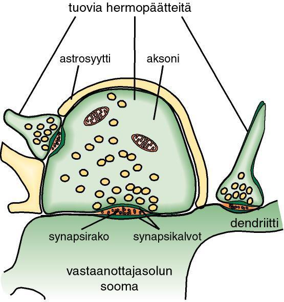 Kahden solun