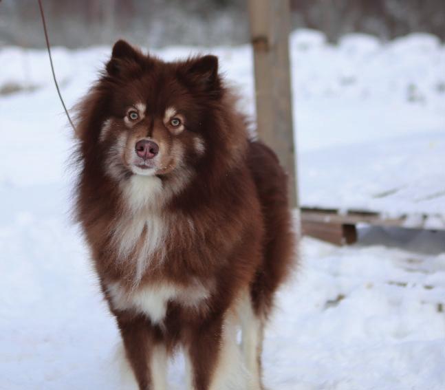 SEINÄJOEN KANSAINVÄLINEN KOIRANÄYTTELY FINDOGS SHOW 27.-28.10.