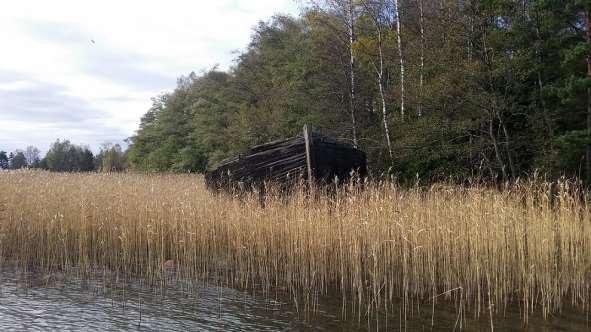 Lillfjärdenin proomunhylky venesataman läheisyydessä rantakaislikossa. Näkymä kohti itää.
