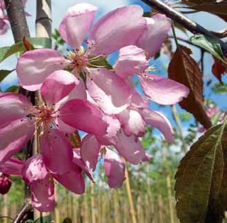 Kirsikankokoiset omenat kruunaavat puun kauneuden: oksat näyttävät siltä kuin ne olisi kiedottu punaisiin jadehelminauhoihin.